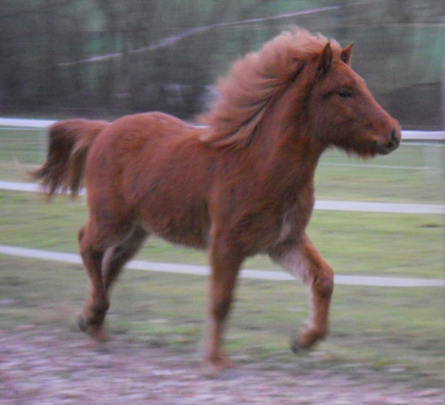 Nachzucht Isl&auml;nder Deckhengst Svalur von der Rutenm&uuml;hle, Oberrod