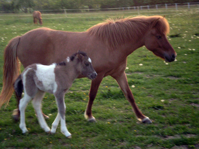 Nachzucht Isl&auml;nder Deckhengst Svalur von der Rutenm&uuml;hle, Oberrod