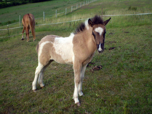 Nachzucht Isl&auml;nder Deckhengst Svalur von der Rutenm&uuml;hle, Oberrod