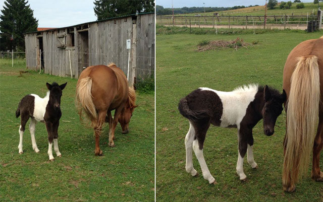 Nachzucht Isl&auml;nder Deckhengst Svalur von der Rutenm&uuml;hle, Oberrod