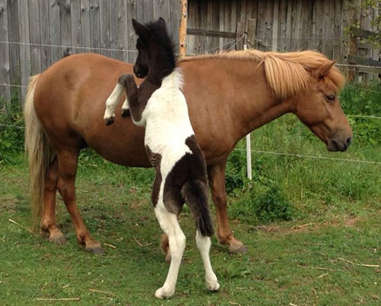 Ebenfalls ein Stutfohlen der Z&uuml;chterin Ulrike Hemmann.aus Hofheim. Dieses Fohlen hat nicht nur &auml;u&szlig;erlich sehr viel von unserem Hengst, es ist bereits nach zwei Wochen get&ouml;ltet und hat auch Pass. Ebenfalls ein sehr vielversprechendes Talent. 