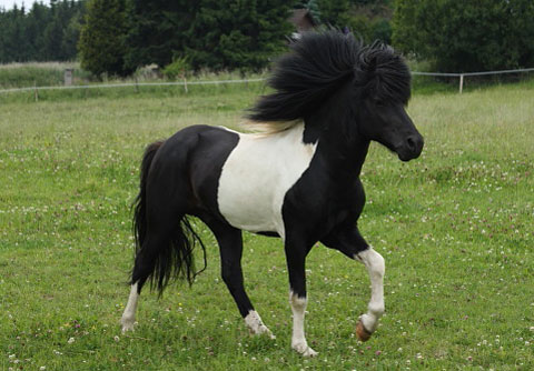 Patricia Backhus bietet in Idstein den wunderbaren Isl&auml;nder Deckhengst Svalur von der Rutenm&uuml;hle f&uuml;r die Nachzucht