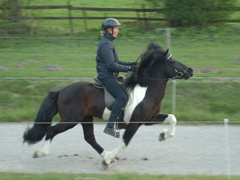 Patricia Backhus bietet in Idstein den wunderbaren Isl&auml;nder Deckhengst Svalur von der Rutenm&uuml;hle f&uuml;r die Nachzucht