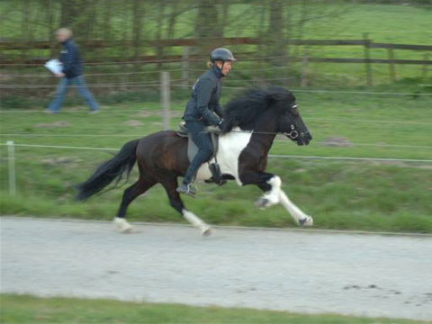 Nachzucht Island Deckhengst Svalur von der Rutenm&uuml;hle