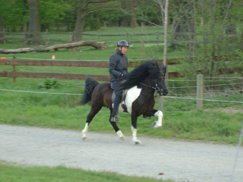 Nachzucht Islandpferd - Deckhengst Svalur von der Rutenm&uuml;hle