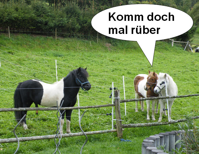 Nachzucht Deckhengst Svalur, Islandpferd