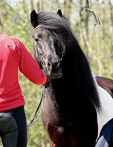 Nachzucht Deckhengst Svalur, Islandpferd