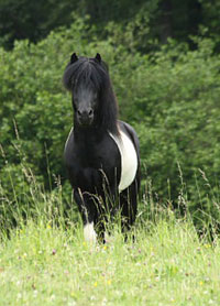 Foto des Island Deckhengstes Svalur von der Rutenm&uuml;hle