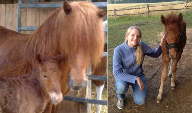 Nachzucht Isl&auml;nder Deckhengst Svalur von der Rutenm&uuml;hle, Oberrod