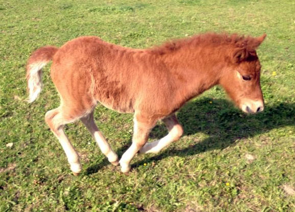 Nachzucht Isl&auml;nder Deckhengst Svalur von der Rutenm&uuml;hle, Oberrod