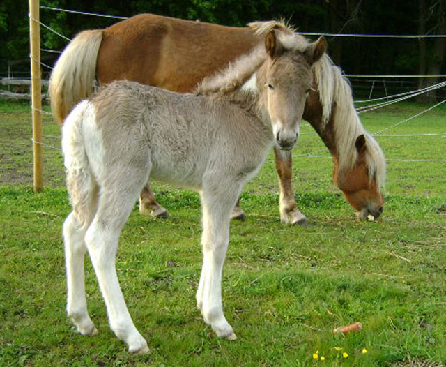 Nachzucht Isl&auml;nder Deckhengst Svalur von der Rutenm&uuml;hle, Oberrod