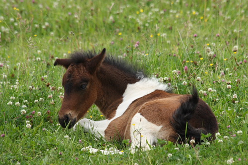 Nachzucht Isl&auml;nder Deckhengst Svalur von der Rutenm&uuml;hle Idtsein Oberrod