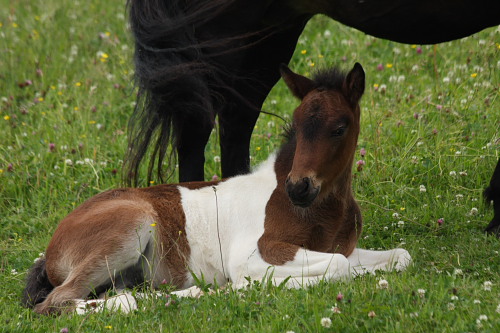 Nachzucht Deckhengst Svalur, Islandpferd