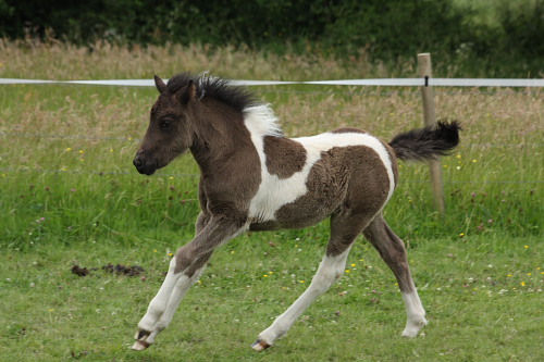 Nachzucht Deckhengst Svalur, Islandpferd