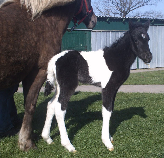 Patricia Backhus bietet in Idstein den wunderbaren Isl&auml;nder Deckhengst Svalur von der Rutenm&uuml;hle f&uuml;r die Nachzucht