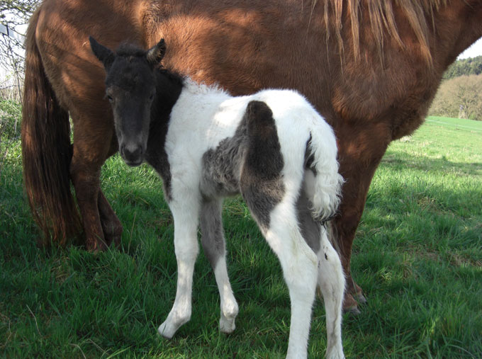 Nachzucht Deckhengst Svalur, Islandpferd