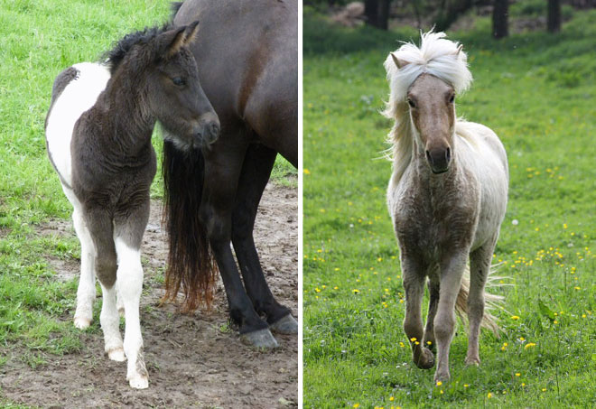 Nachzucht Island Deckhengst Svalur von der Rutenm&uuml;hle