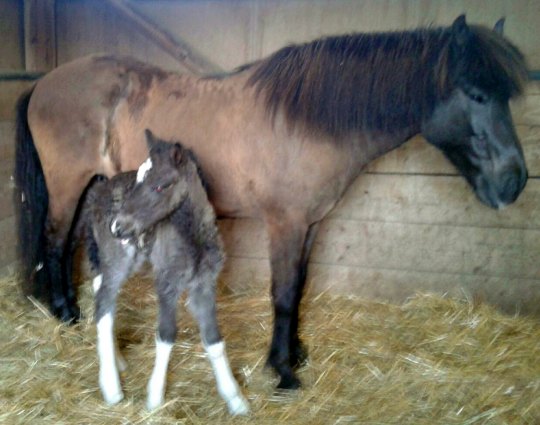 Das hundertste Fohlen. Es hat den Namen Svala 