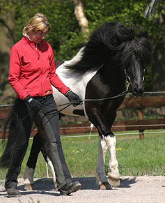Nachzucht Deckhengst Svalur, Islandpferd