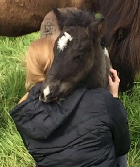 mit diesem Fohlen feiern wir das 100. des Deckhengstes Svalur von der Rutenm&uuml;hle, Oberrod