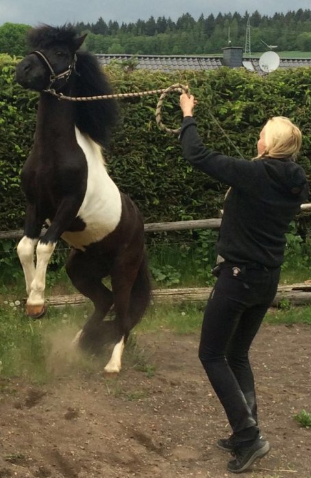Der Island Deckhengst Svalur von der Rutenm&uuml;hle in Idstein Oberrod im Taunus eignet sich hervorragend f&uuml;r eine Nachzucht